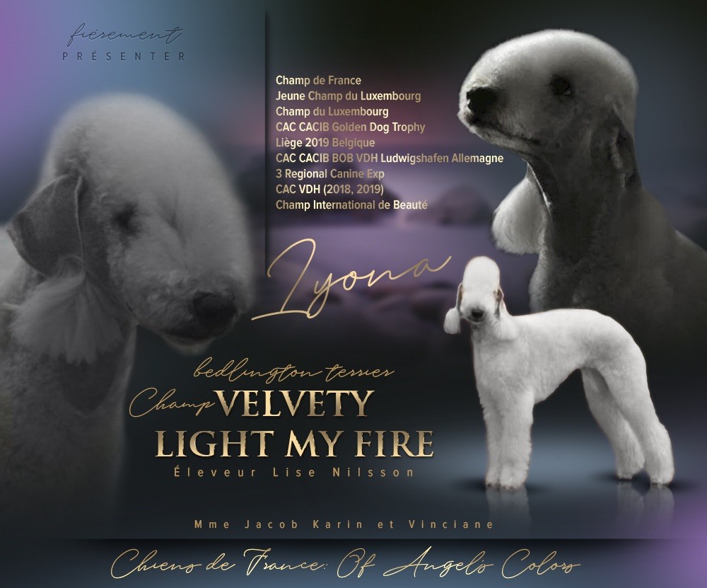 CH. Velvety Light me fire