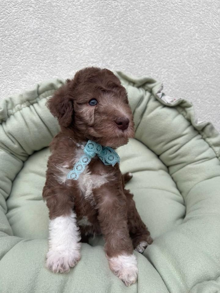 Of Angel's Colors - Chiot disponible  - Bedlington Terrier