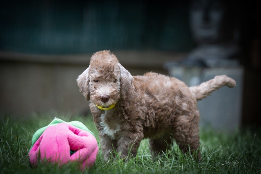 Of Angel's Colors - Chiots disponibles - Bedlington Terrier
