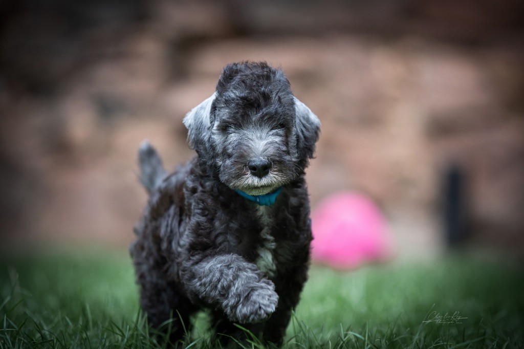 Of Angel's Colors - Chiots disponibles - Bedlington Terrier