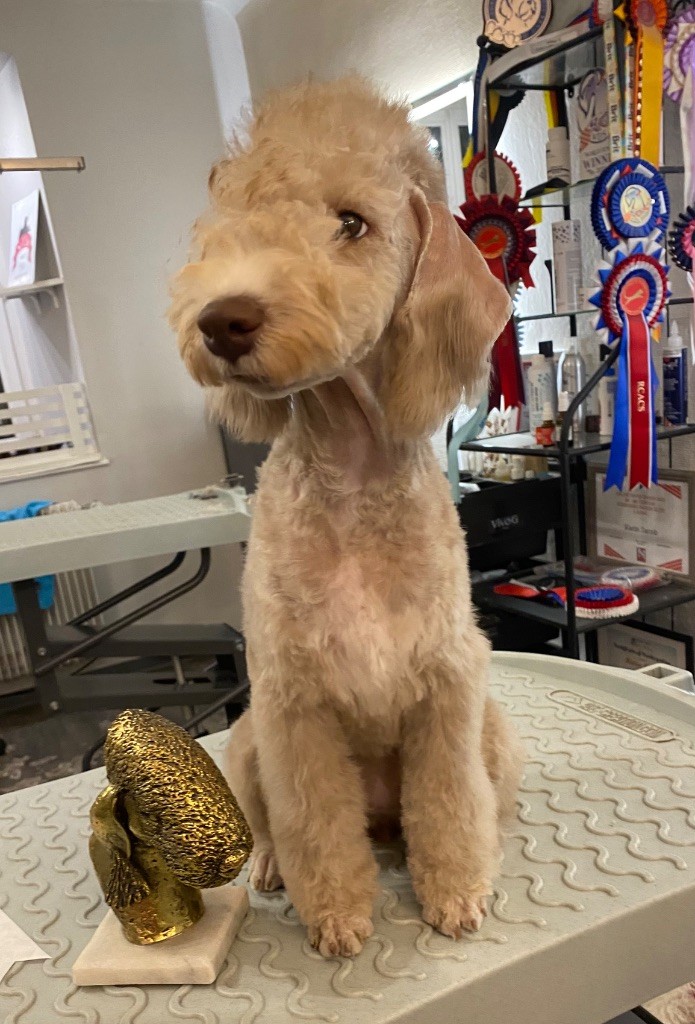 Of Angel's Colors - Chiots disponibles - Bedlington Terrier