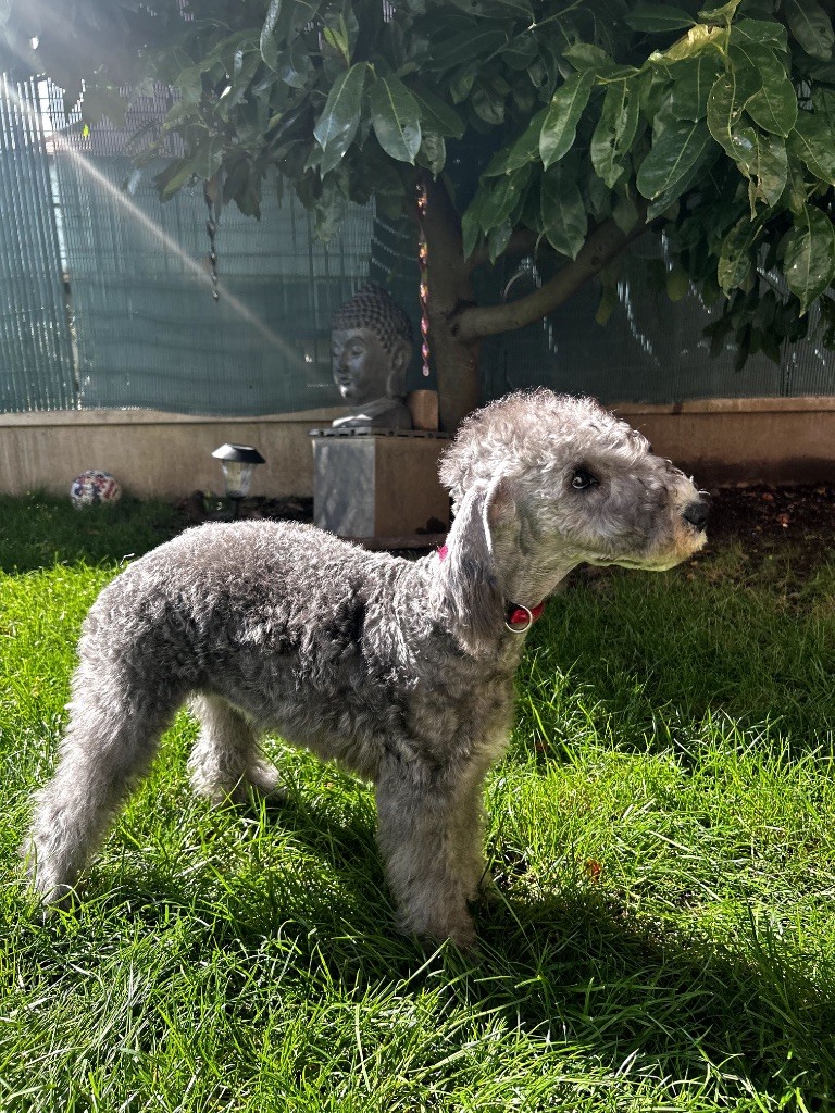 Of Angel's Colors - Chiots disponibles - Bedlington Terrier