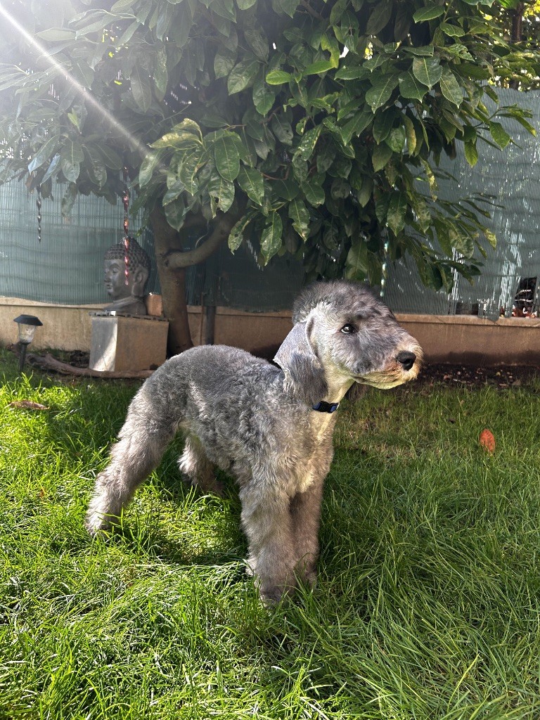 Of Angel's Colors - Chiots disponibles - Bedlington Terrier