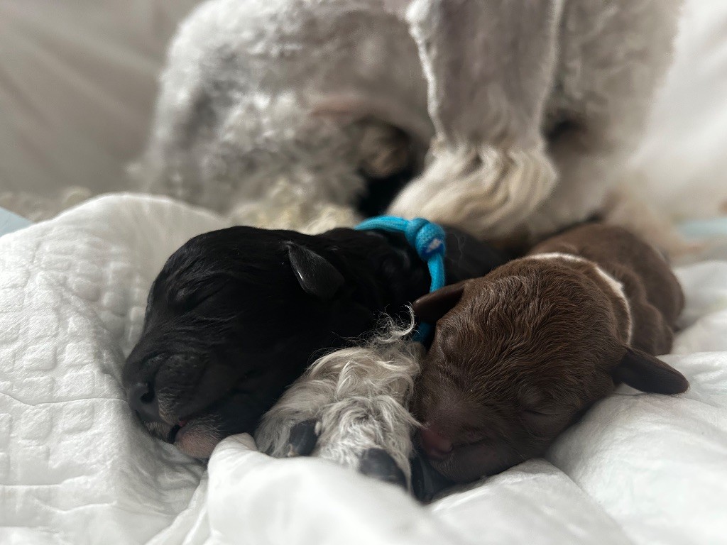 Chiot Bedlington Terrier Of Angel's Colors