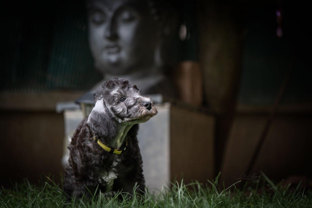 Of Angel's Colors - Chiots disponibles - Bedlington Terrier