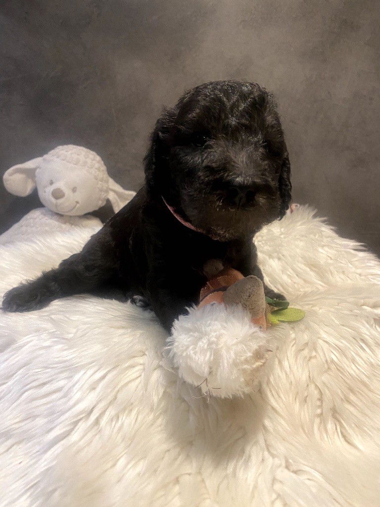 Of Angel's Colors - Chiots disponibles - Bedlington Terrier