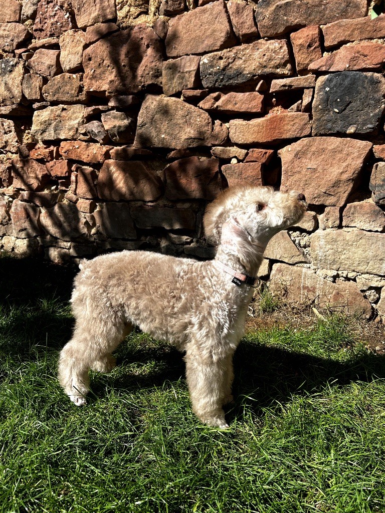 Of Angel's Colors - Chiots disponibles - Bedlington Terrier