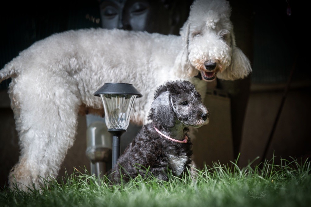 Of Angel's Colors - Chiots disponibles - Bedlington Terrier