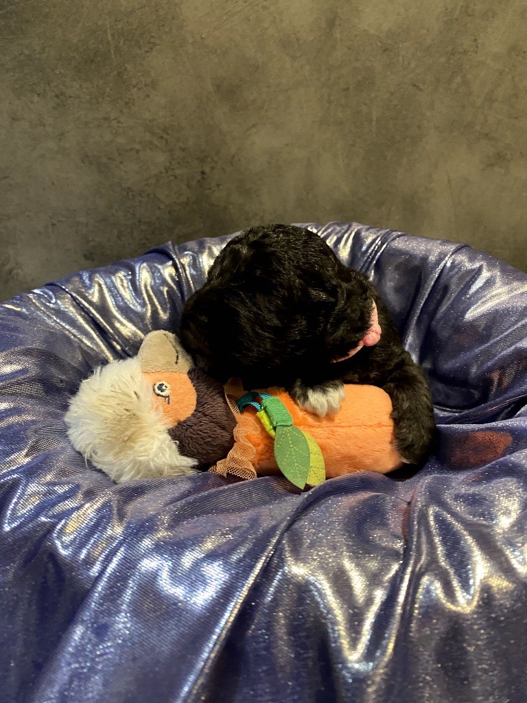 Of Angel's Colors - Chiots disponibles - Bedlington Terrier