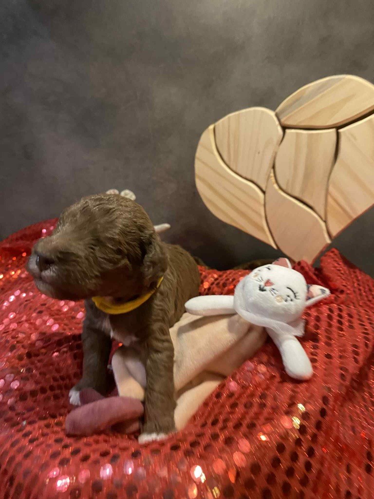 Of Angel's Colors - Chiots disponibles - Bedlington Terrier