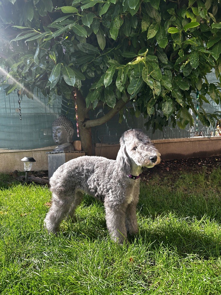 Of Angel's Colors - Chiots disponibles - Bedlington Terrier