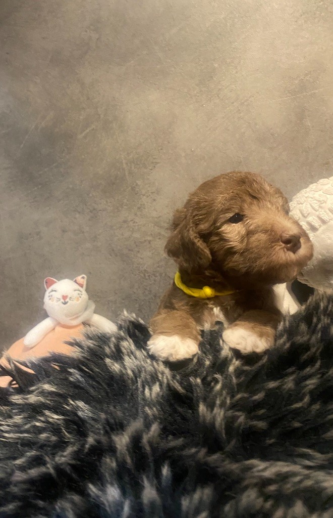 Of Angel's Colors - Chiots disponibles - Bedlington Terrier